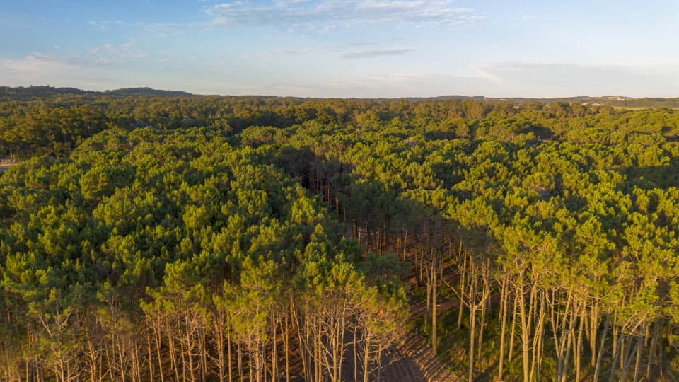 Bosque nativo en hora dorada