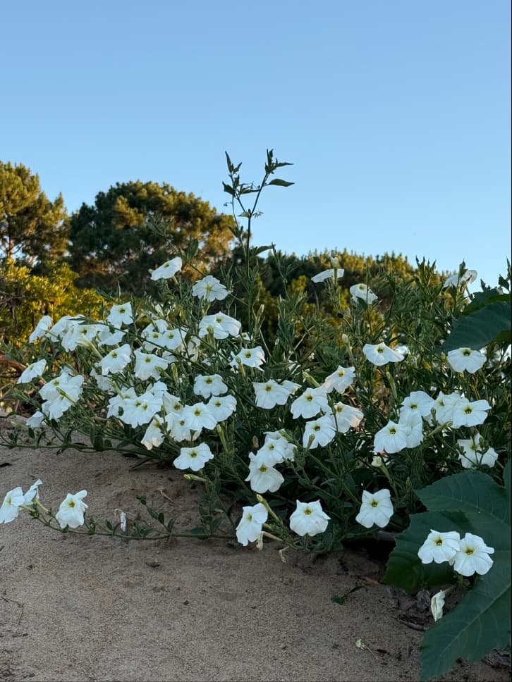 Paisajismo restaurativo